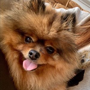 Meet your Posher, Suzanne